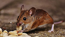 24 Hour & Emergency Exterminators in Granite Bay, CA